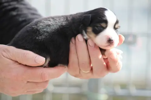 Berger Américain Miniature  Chiot 1 Des Romarins De M 0b8ed photo 2