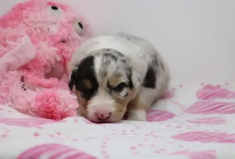 Berger Australien  Chiot N°1 De Windy'Stia photo 3