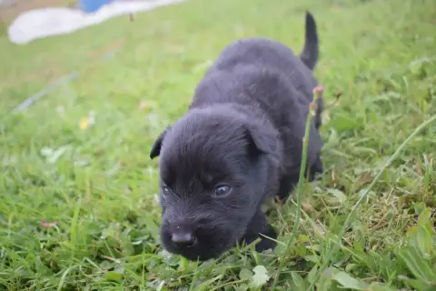 Berger Allemand Poil Long  Chiot N°5 Une Patte De Dia fde8f photo 3