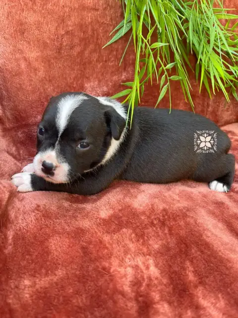 Staffordshire Bull Terrier