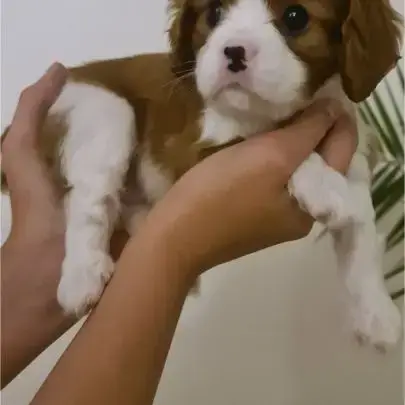 Adorables Chiots Cavalier King Charles À Vendre