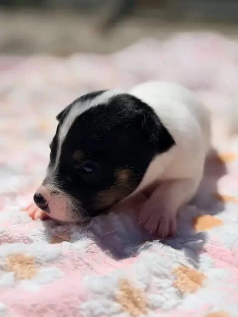 Jack Russell Terrier  Berlingo Des Niglots Du Gard photo 2
