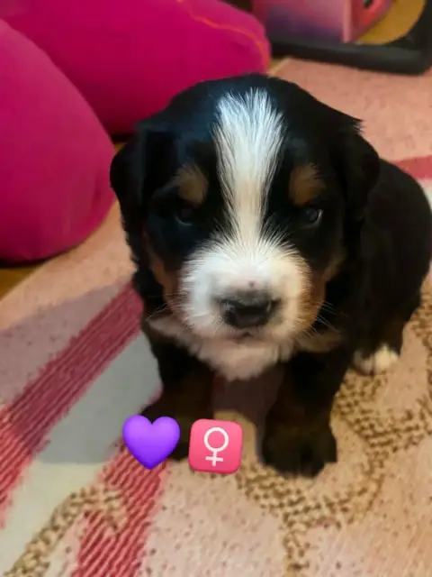 Bouvier Bernois  Violet Du Domaine De Daisy