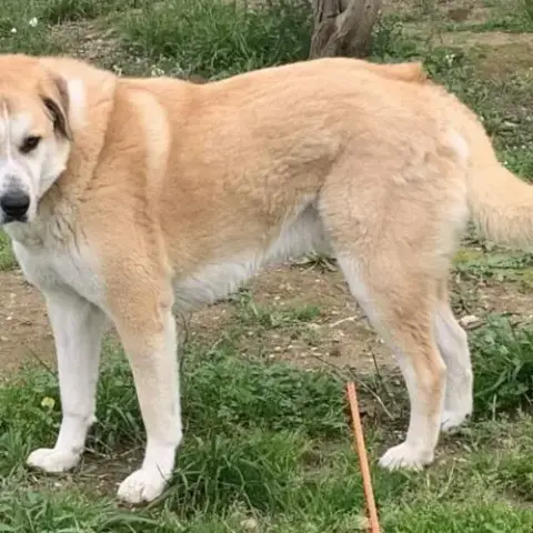 Chien Chaussette À L Adoption