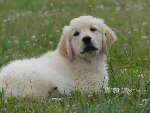 Golden Retriever  Prénom Libre Des Terres Des Forges ca347