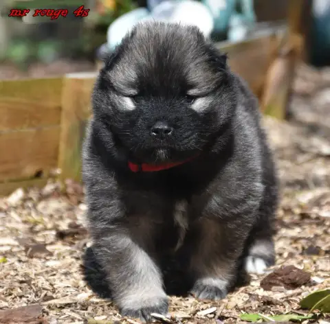 Eurasier  Chiot 3 Des Legendes De Retz