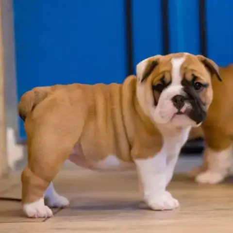 Chiots Lof Bulldog  A Réserver.