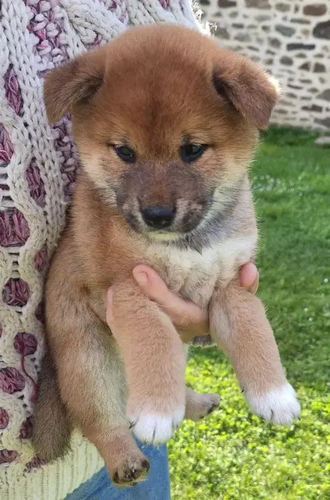 Shiba  Chiot N°4 Du Sceau- photo 3