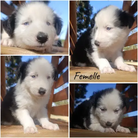 Laika De Iakoutie 
                        Chiot N°6 98f19