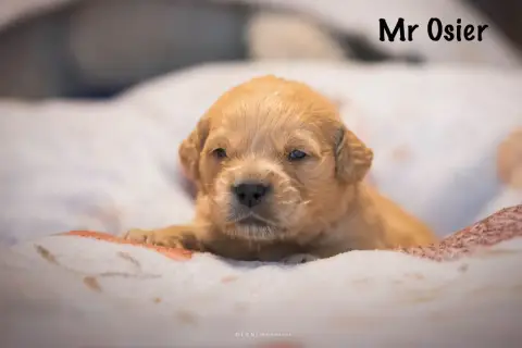 Golden Retriever  Monsieur Osier Des Terres Sacrées D 98f86