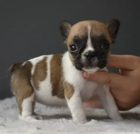 Bouledogue Français  Bulle Du Grand Molosse