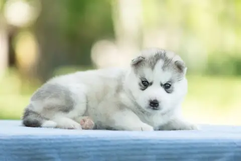 Siberian Husky  Chiot 5 Zorsky