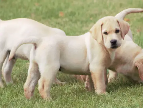 Labrador Retriever  Alfred De Beaudribos