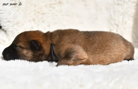 Eurasier  Chiot 7 Des Legendes De Retz photo 3