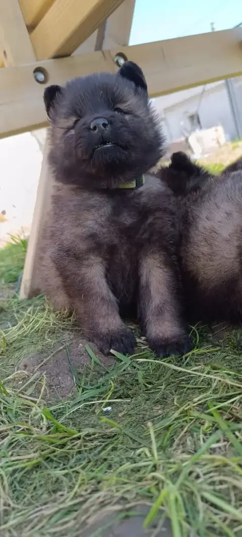 Eurasier  Bloom De La Meute De Nymeria