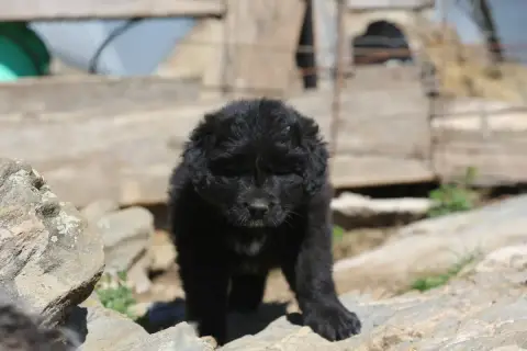 Cane Da Pastore Della Sila photo 3