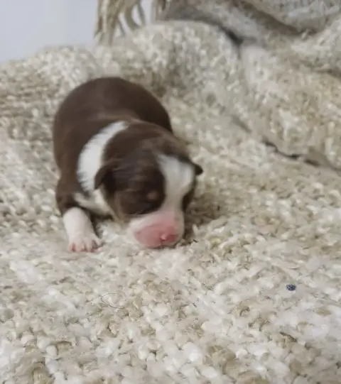 Berger Américain Miniature  Chiot N°4 Du Domaine De L f5ede