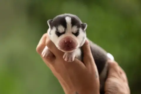 Siberian Husky  Black Opium Sibérian Of Winter Bell a26be