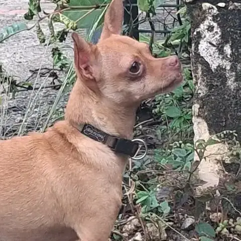 Coco Est Un Chouette Chien