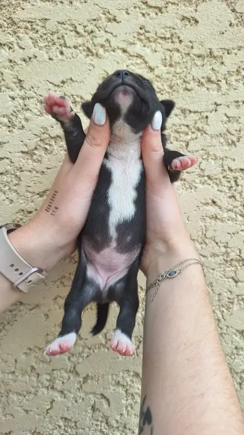 Staffordshire Bull Terrier 
                        C c9ed3 photo 3