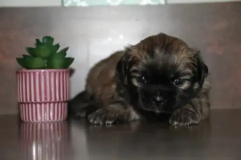 Epagneul Tibetain  Chiot N°2 Du Rêve Des Joyaux