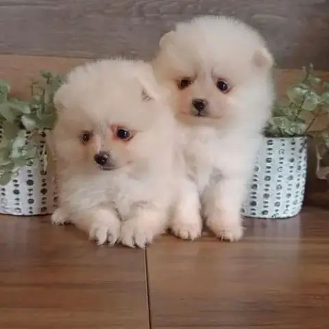 Spitz Nain Poméranian