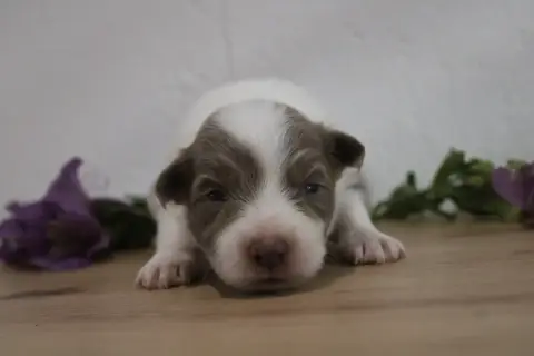 Border Collie 
                        Collier Blanc  27145