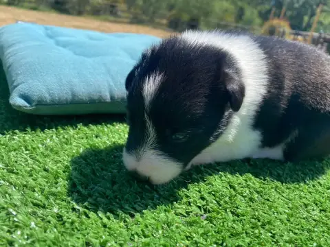 Border Collie  Bounty Des Précieuses Fées