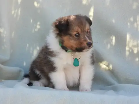 Shetland Sheepdog  Chiot N°1 Du Sapin Vert photo 3