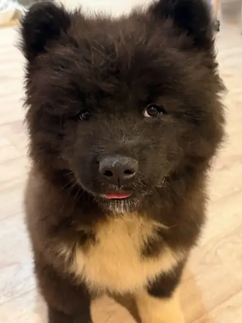 Akita Americain  Bailley De La Légende Des Deux Loups b8e4c