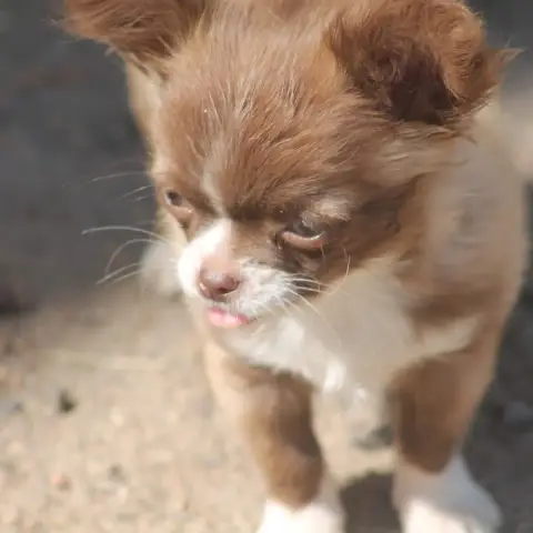 Chihuahua  Chiot 1 De L'Arche De Lolita