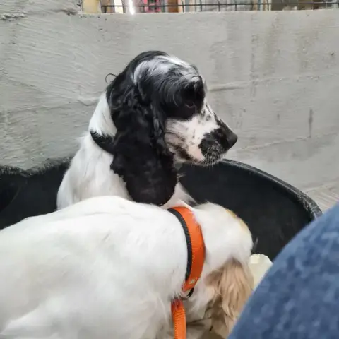 Cocker Spaniel Anglais