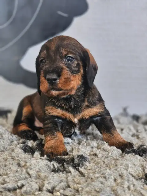Teckel Poil Dur  Chiot N°2 Du Domaine De Sanctae Cruc d6dea
