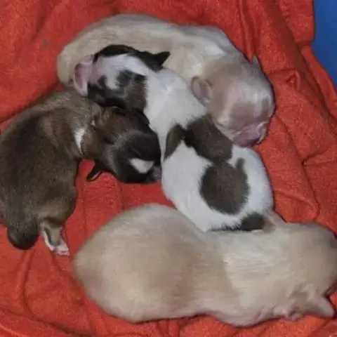 Chihuahua Poil Long Lof
