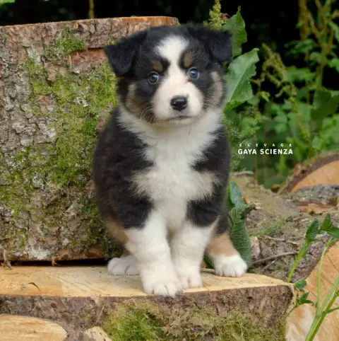 Berger Australien  Chiot N°3 Des Monts De La Gaya Sci 5a46b photo 2