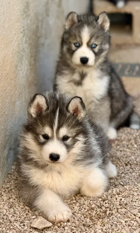 Siberian Husky  Chiot N°5 De Romane De La Fardelle