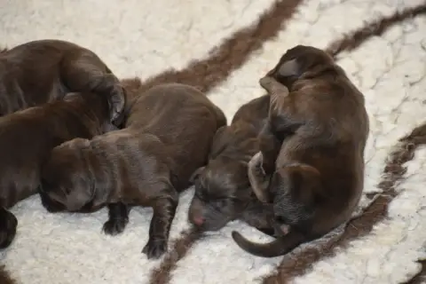 Labrador Retriever  Chiot 5 Du Moulin Sault