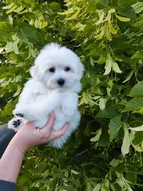 Coton De Tulear  Baltik Analamanga Cotton Smile