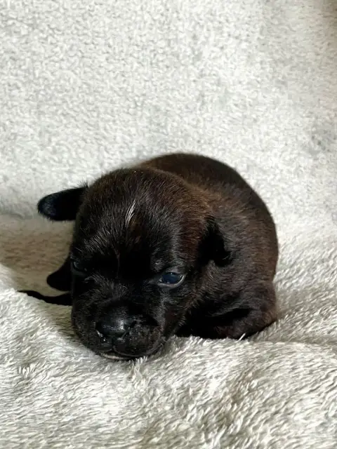 Staffordshire Bull Terrier  Noir Bringé Patasnegras b3527