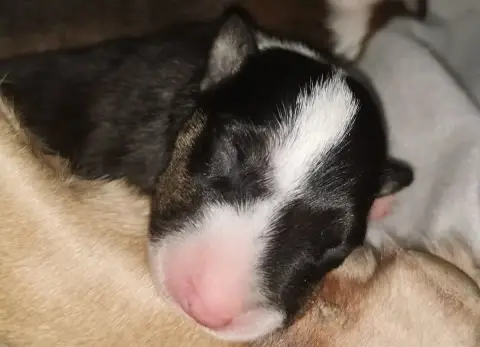 Bull Terrier  Chiot N°3 Of The Little Troublemaker