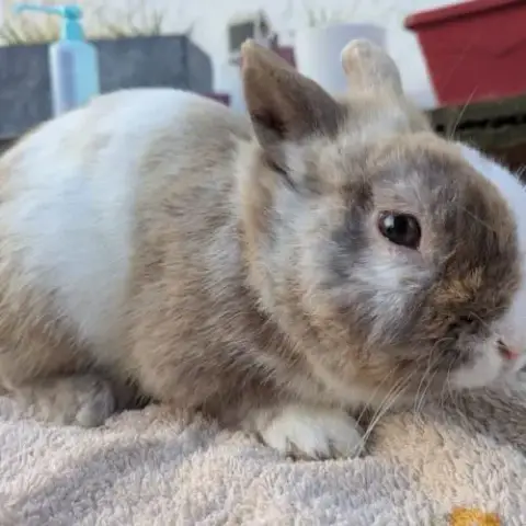 Lapin