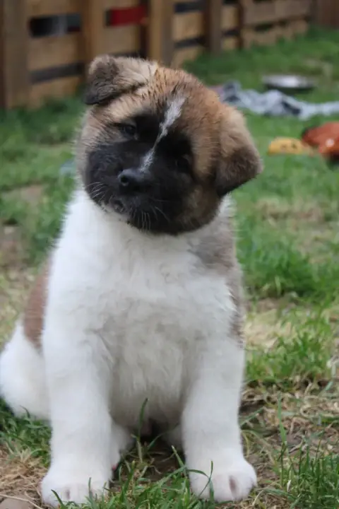 Akita Americain  Beastie Boy Galadriel'S Angels