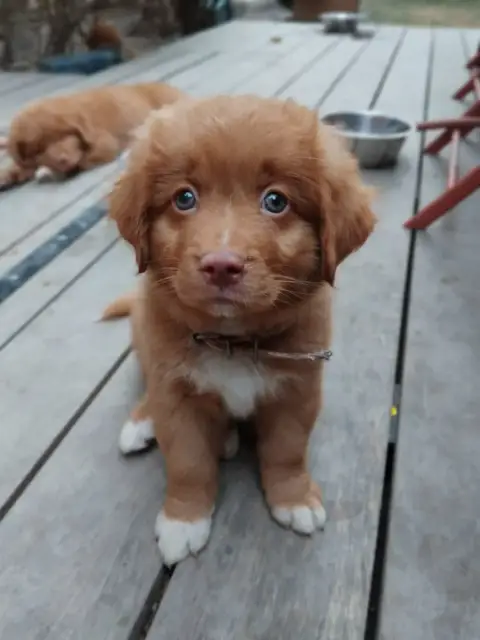 Retriever De La Nouvelle- photo 3