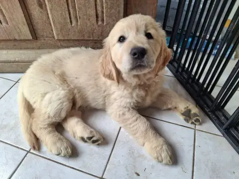 Golden Retriever  Barbie L'Orée De Lexenna photo 2