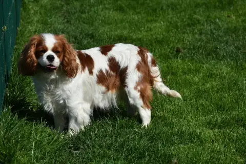 Cavalier King Charles Spaniel  Baloo photo 3