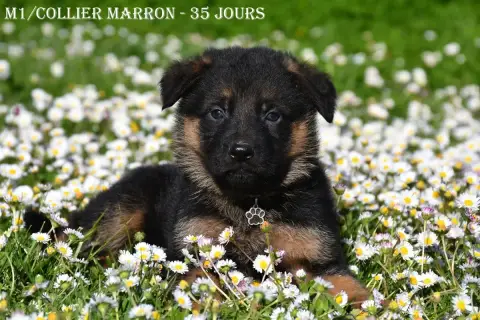 Berger Allemand  M1 -