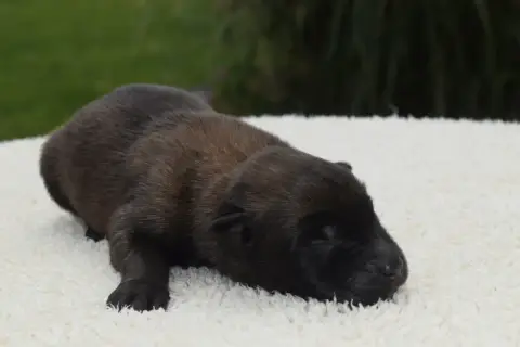 Berger Belge  Chiot 2 Du Millésime Champenois
