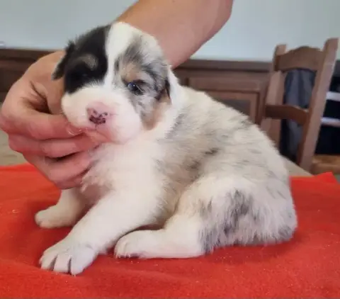 Berger Australien  Chiot N°2 Des Hirondelles Du Voyag 2df5f photo 2