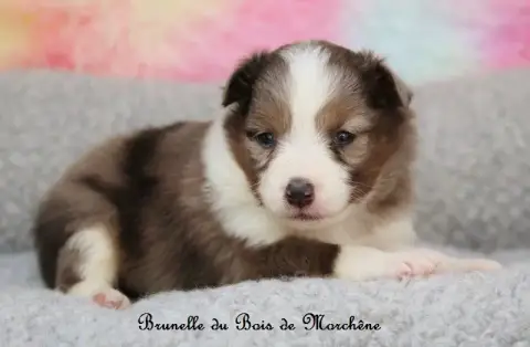 Shetland Sheepdog  Brunelle Du Bois De Morchène photo 2