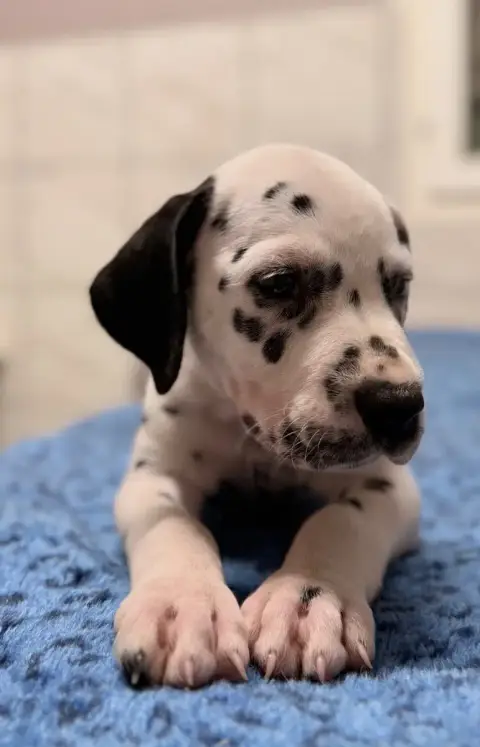 Dalmatien  Chiot N°7 Valma'S Signature